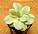 Echeveria Suyon variegata - Imagem 2