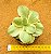 Echeveria Suyon variegata - Imagem 3