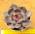 Echeveria jadore - Imagem 1
