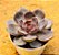 Echeveria jadore - Imagem 3