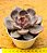 Echeveria jadore - Imagem 4