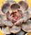 Echeveria jadore - Imagem 2