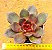 Echeveria poog - Imagem 1