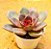 Echeveria poog - Imagem 2