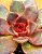 Echeveria poog - Imagem 3