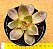 Echeveria poog - Imagem 1