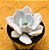 Echeveria Nebuliris - Imagem 2