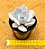 Echeveria Nebuliris - Imagem 3