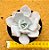 Echeveria Nebuliris - Imagem 1