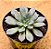 Echeveria venon noir - Imagem 2