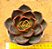 Echeveria hong deung - Imagem 1