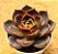 Echeveria hong deung - Imagem 3