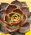 Echeveria hong deung - Imagem 2