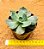 Echeveria color shift - Imagem 3