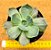 Echeveria color shift - Imagem 1