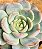Echeveria Pomegranate - Imagem 4