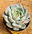 Echeveria Pomegranate - Imagem 2