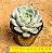 Echeveria Pomegranate - Imagem 3