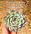 Echeveria Pomegranate - Imagem 7