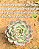 Echeveria Pomegranate - Imagem 6