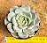 Echeveria Pomegranate - Imagem 1
