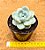 Echeveria Ice jade - Imagem 3