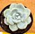 Echeveria Ice jade - Imagem 1