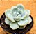 Echeveria Ice jade - Imagem 2