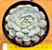 Echeveria Pinocchio - Imagem 1