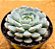 Echeveria Pinocchio - Imagem 2
