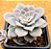 Echeveria milk way - Imagem 2