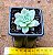 Echeveria milk way - Imagem 3