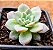 Echeveria milk way - Imagem 2