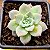 Echeveria milk way - Imagem 1