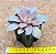 Echeveria carnicolar - Imagem 3