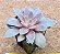 Echeveria carnicolar - Imagem 2