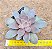 Echeveria carnicolar - Imagem 1