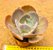 Echeveria peruvian - Imagem 1