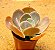 Echeveria peruvian - Imagem 2