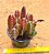 Stapelia hirsuta - "cacto-estrela" - Imagem 1