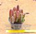 Stapelia hirsuta - "cacto-estrela" - Imagem 5