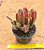 Stapelia hirsuta - "cacto-estrela" - Imagem 4