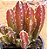 Stapelia hirsuta - "cacto-estrela" - Imagem 2