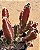 Stapelia hirsuta - "cacto-estrela" - Imagem 4