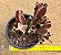 Stapelia hirsuta - "cacto-estrela" - Imagem 3