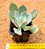 Echeveria Alex - Imagem 3