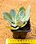 Echeveria Alex - Imagem 2