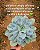 Echeveria Alex - Imagem 6