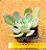 Echeveria Alex - Imagem 4