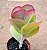 Kalanchoe vivien - Imagem 1